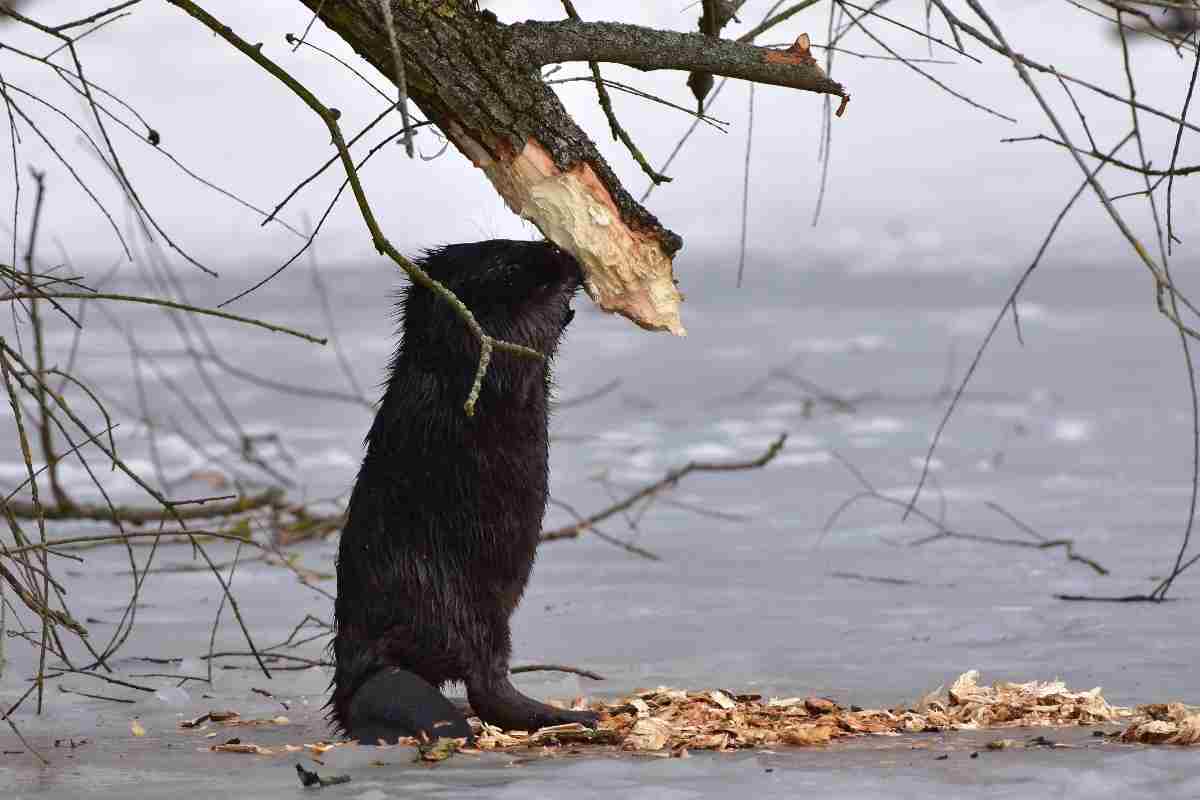 Can Beavers Climb Trees? (Do They Get in Backyards?)