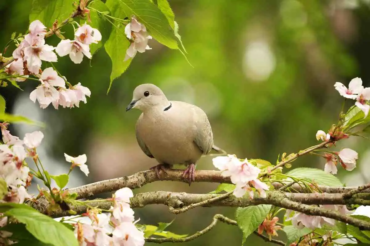 do-mourning-doves-coo-at-night-hutch-and-cage