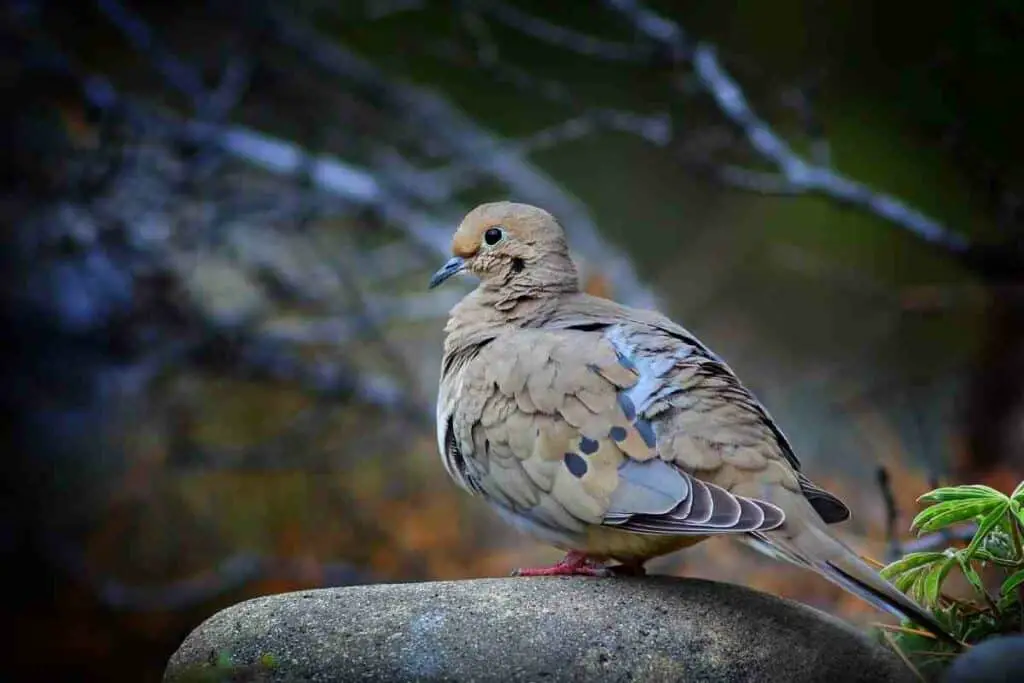 mourning dove sound at night