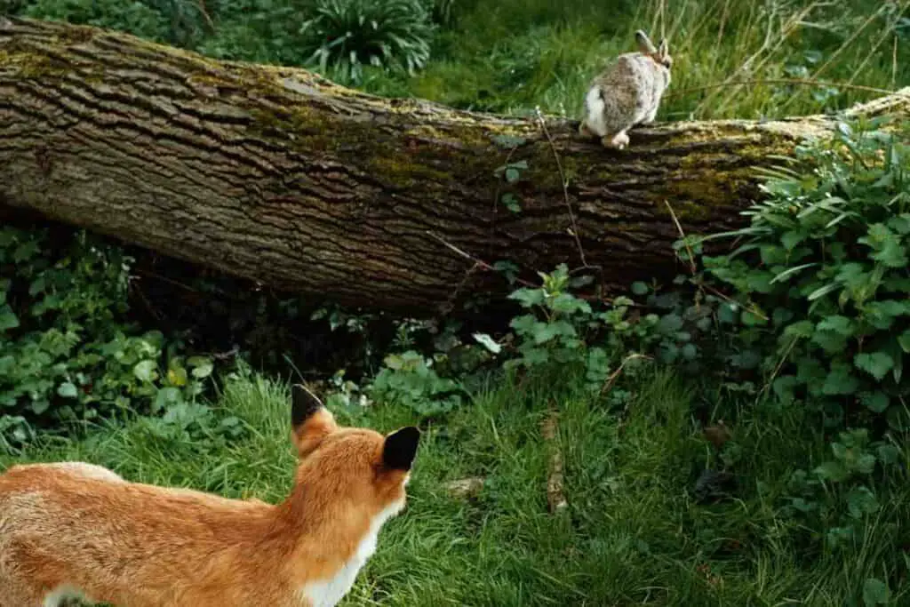 fox looking at a rabbit