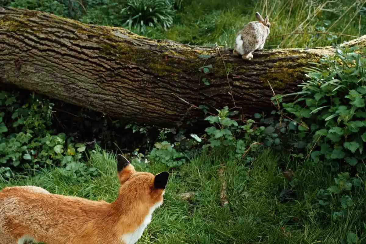 fox looking at a rabbit