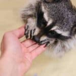 Do Raccoons Have Hands or Paws? (Interesting Findings)