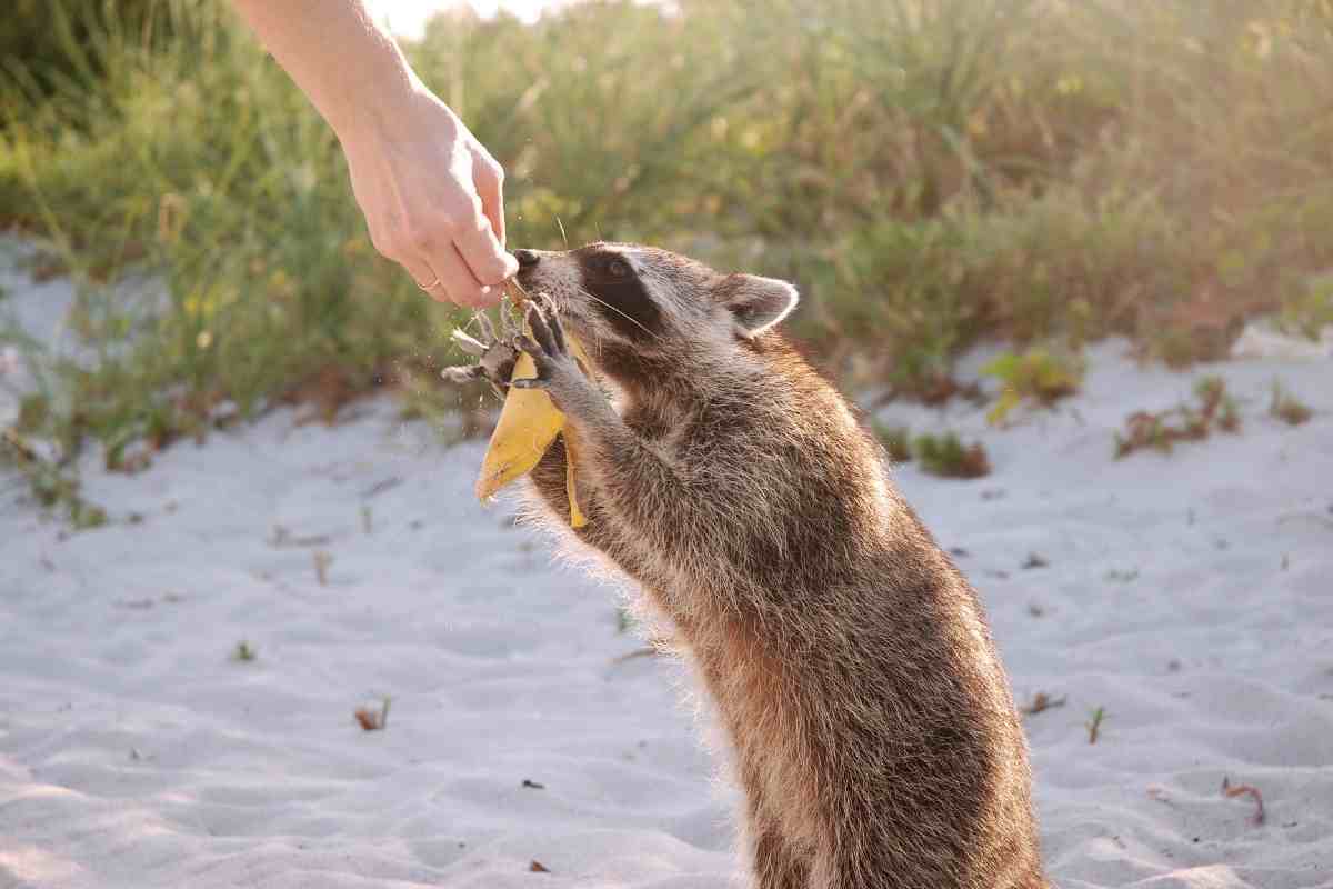 Do Raccoons Eat Bananas? (Is That Their Favorite?)