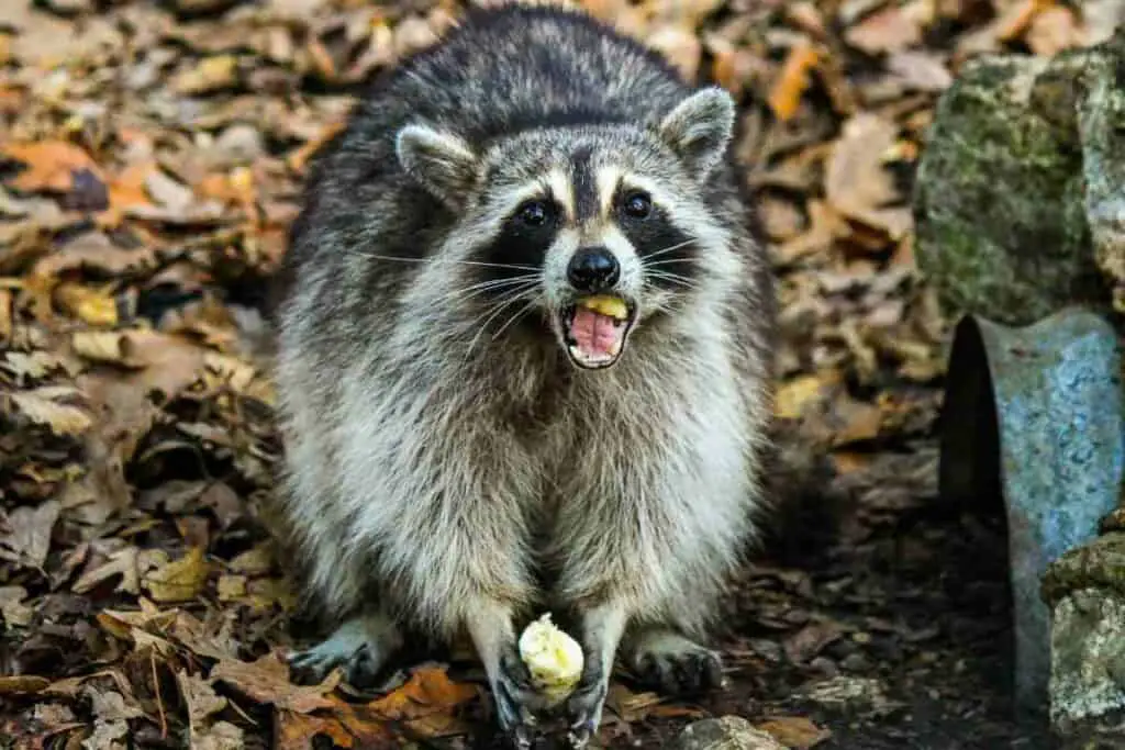 raccoon eating a banana