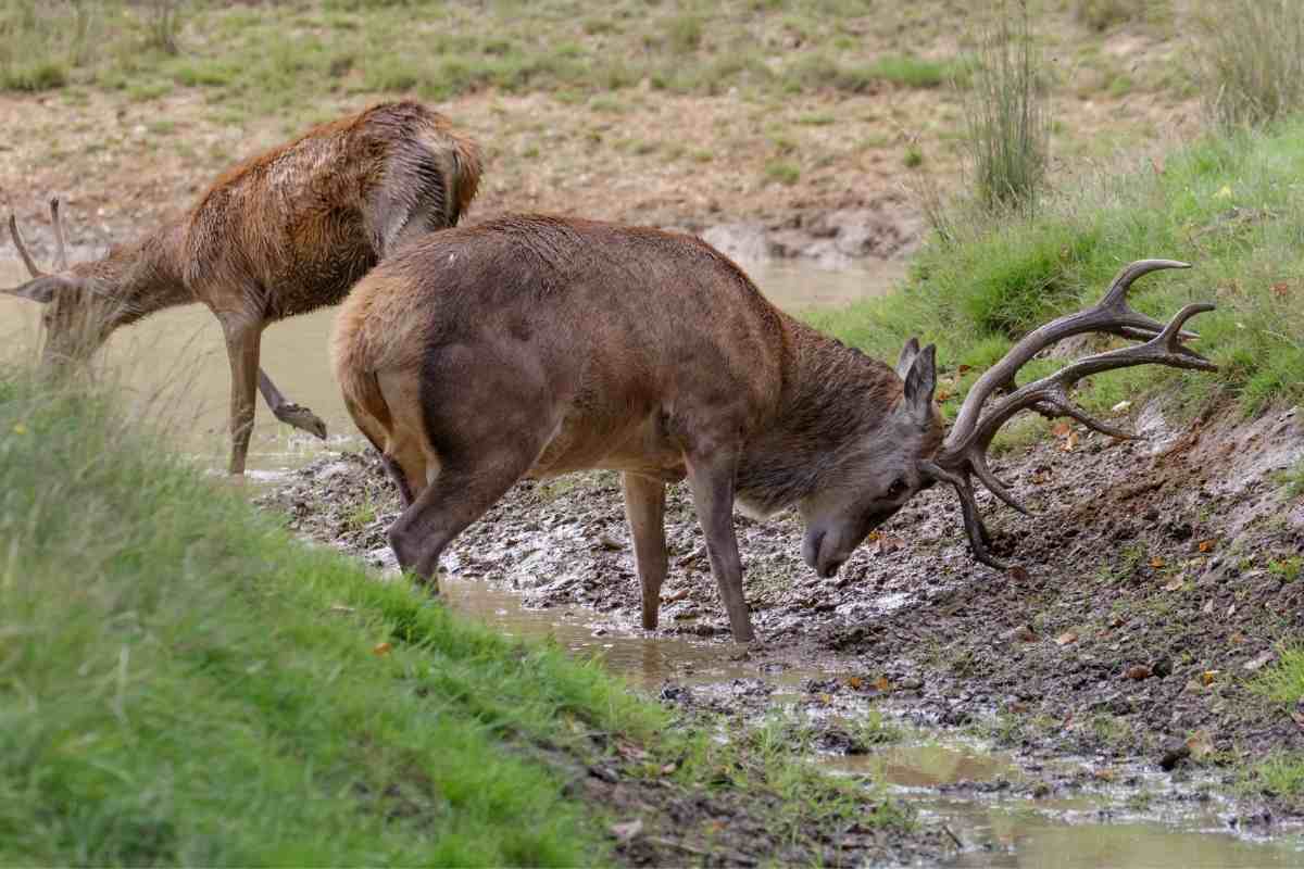 Why Do Deer Make Scrapes? (All You Need to Know)