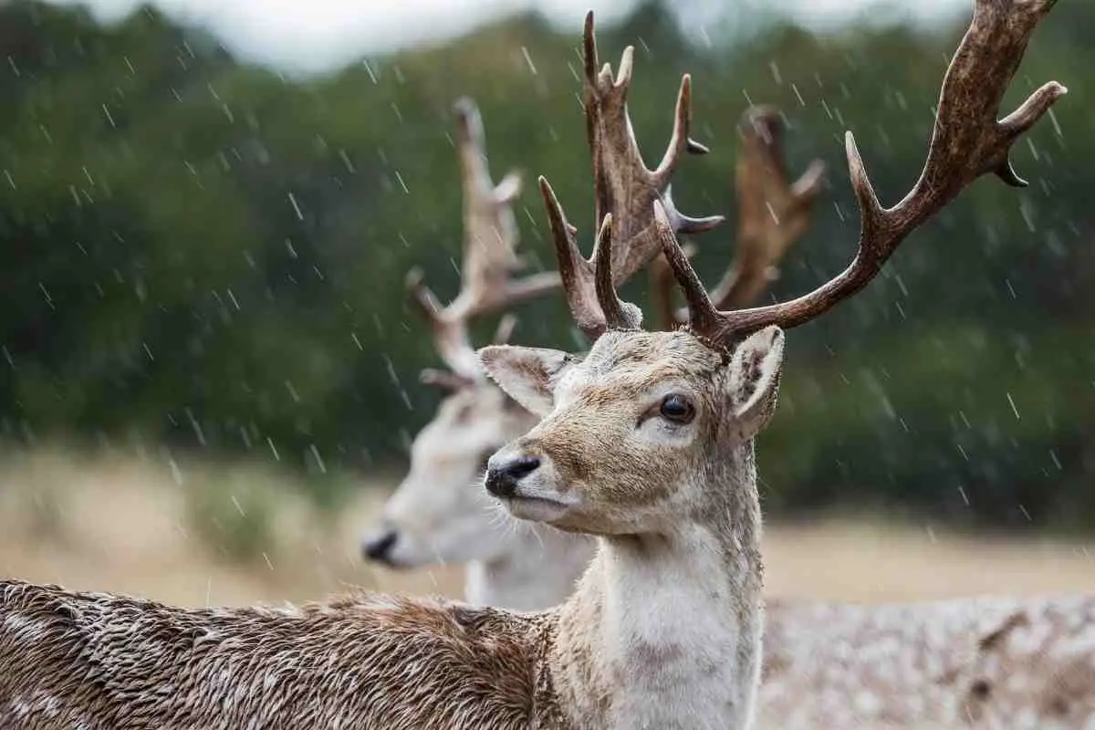 deer in rain