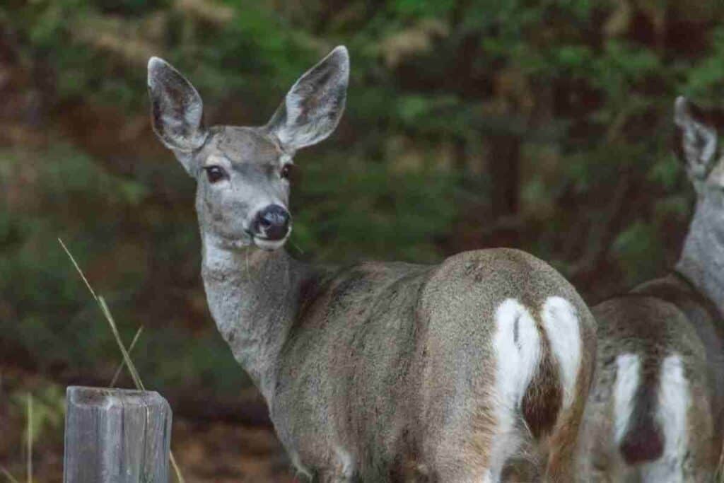 DEER EATING