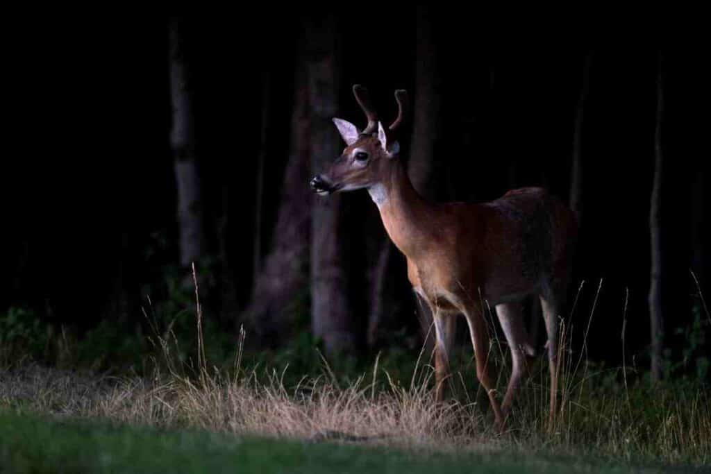 deer at night