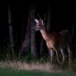 deer at night