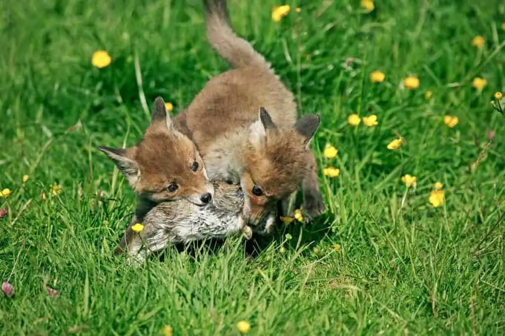 fox cubs with a rabbit