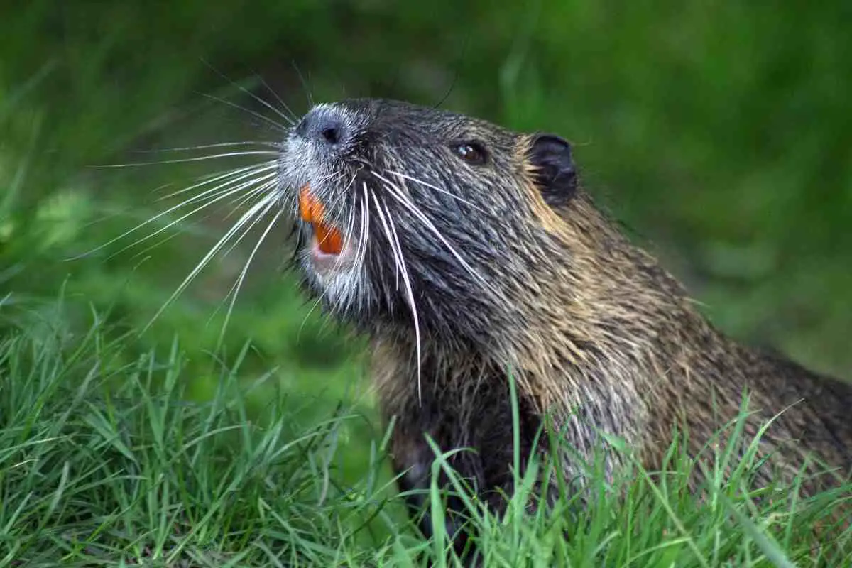 Do Beavers Eat Fish? (You’ll Be Surprised) | Hutch and Cage