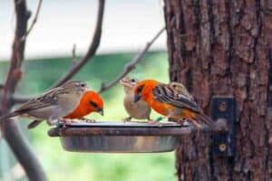 feeding birds