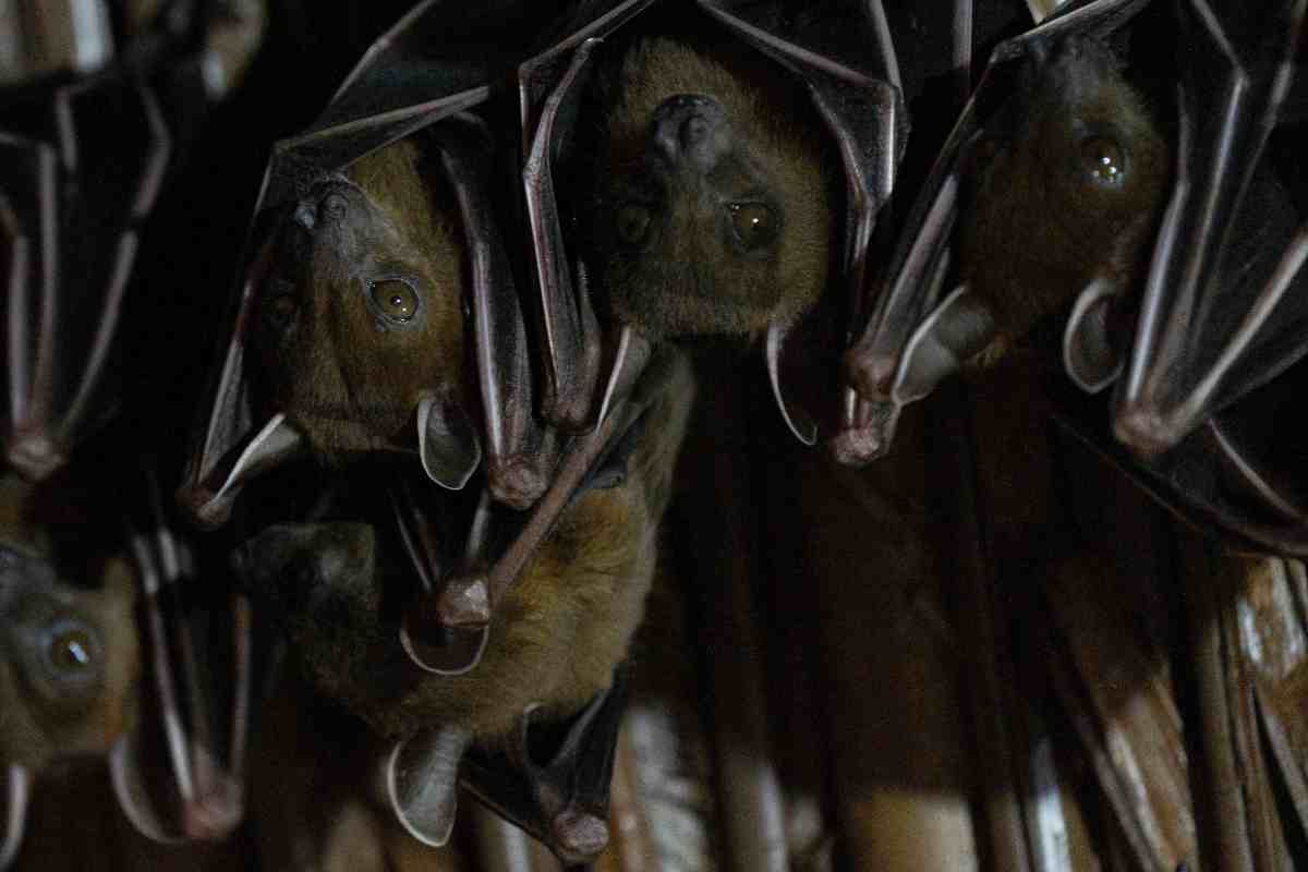 do bats lay eggs