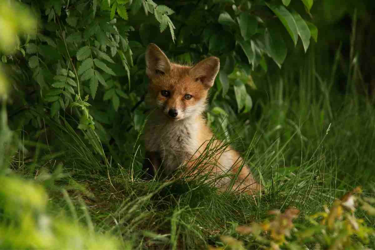 Are Foxes Omnivores? (Complete Answer!)
