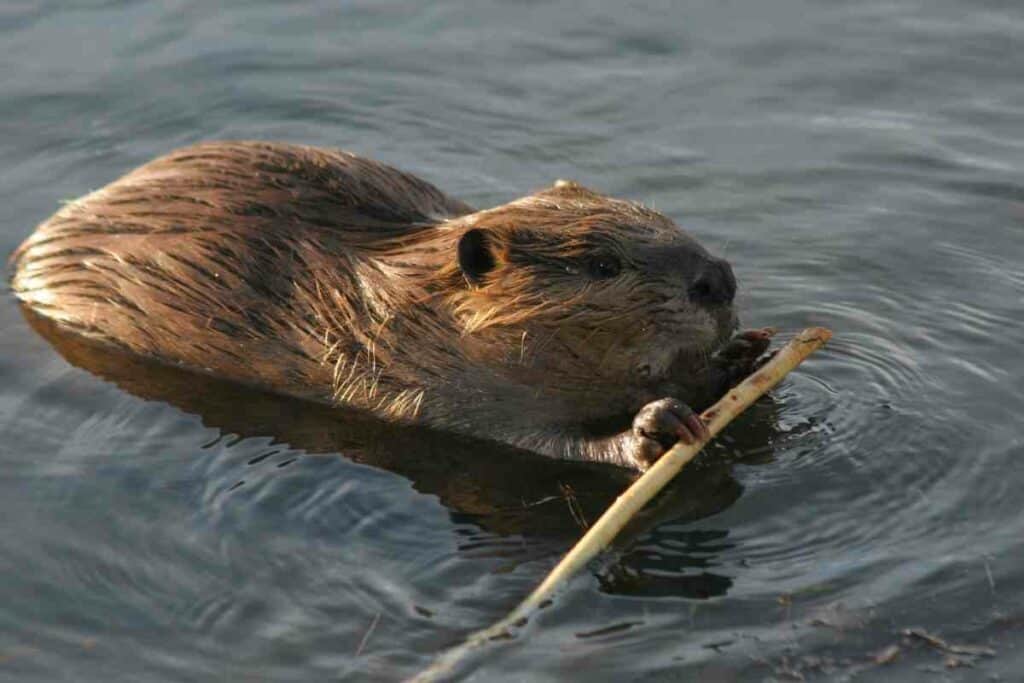 beaver with wood