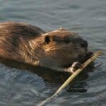 beaver with wood