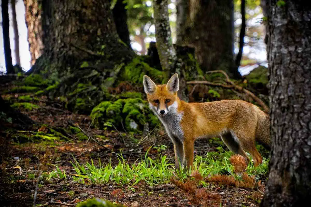Can Foxes Climb Trees (And Get Inside Your Backyard?)
