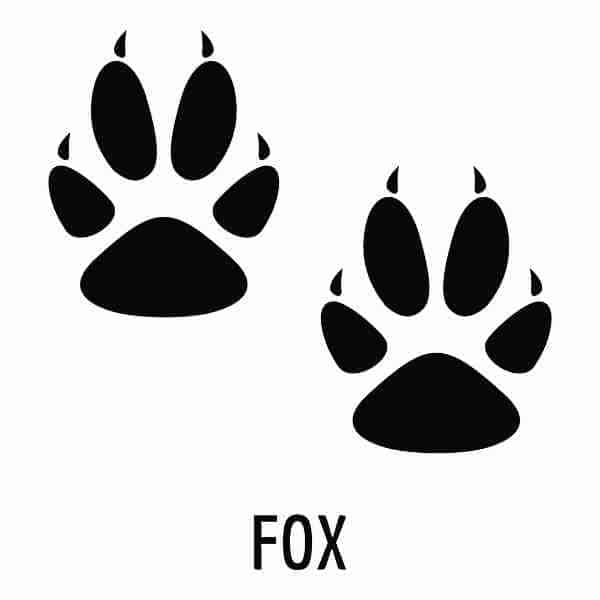FOX PRINTS