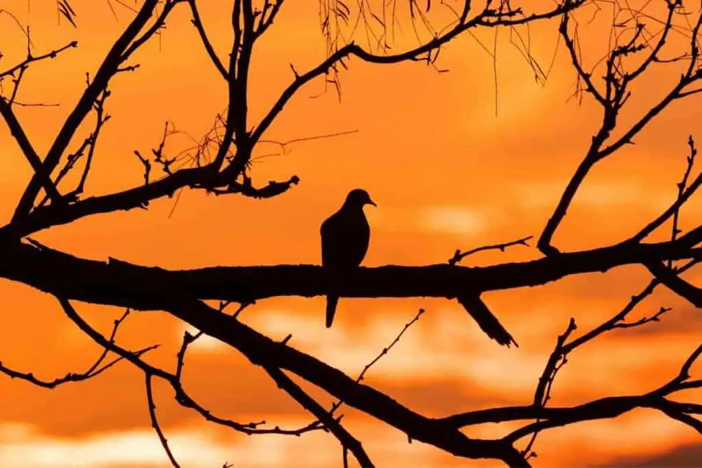 where-do-mourning-doves-sleep-songbirdhub