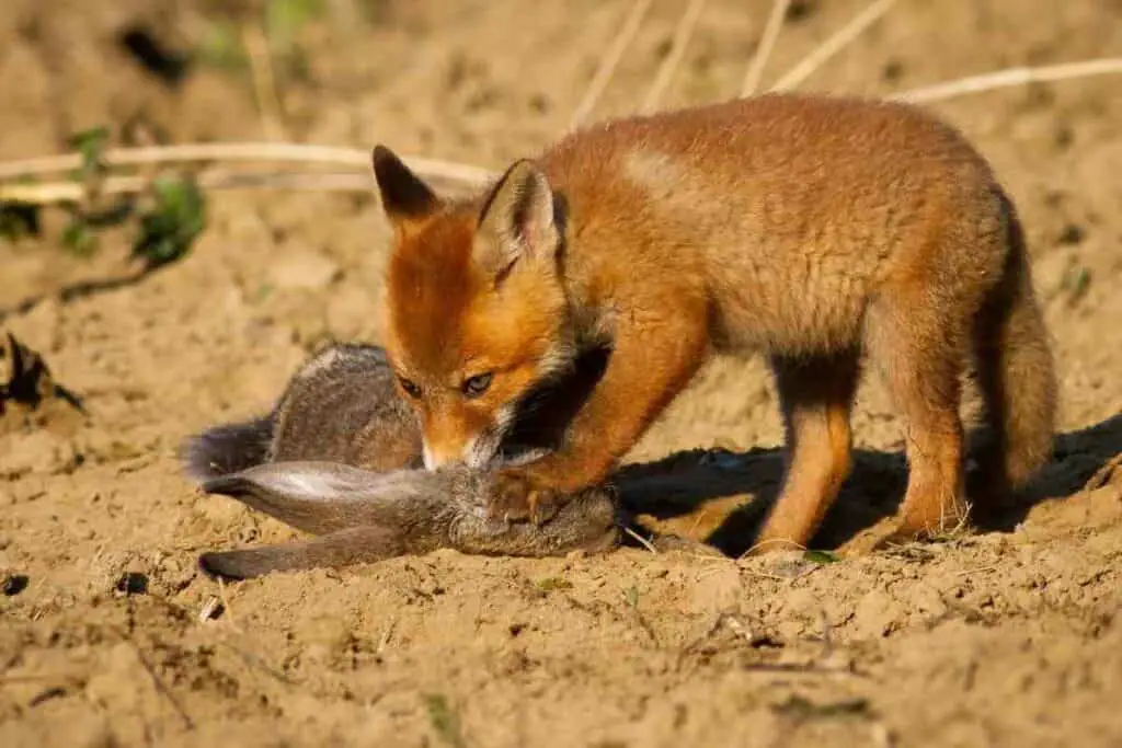 fox eating a rabbit