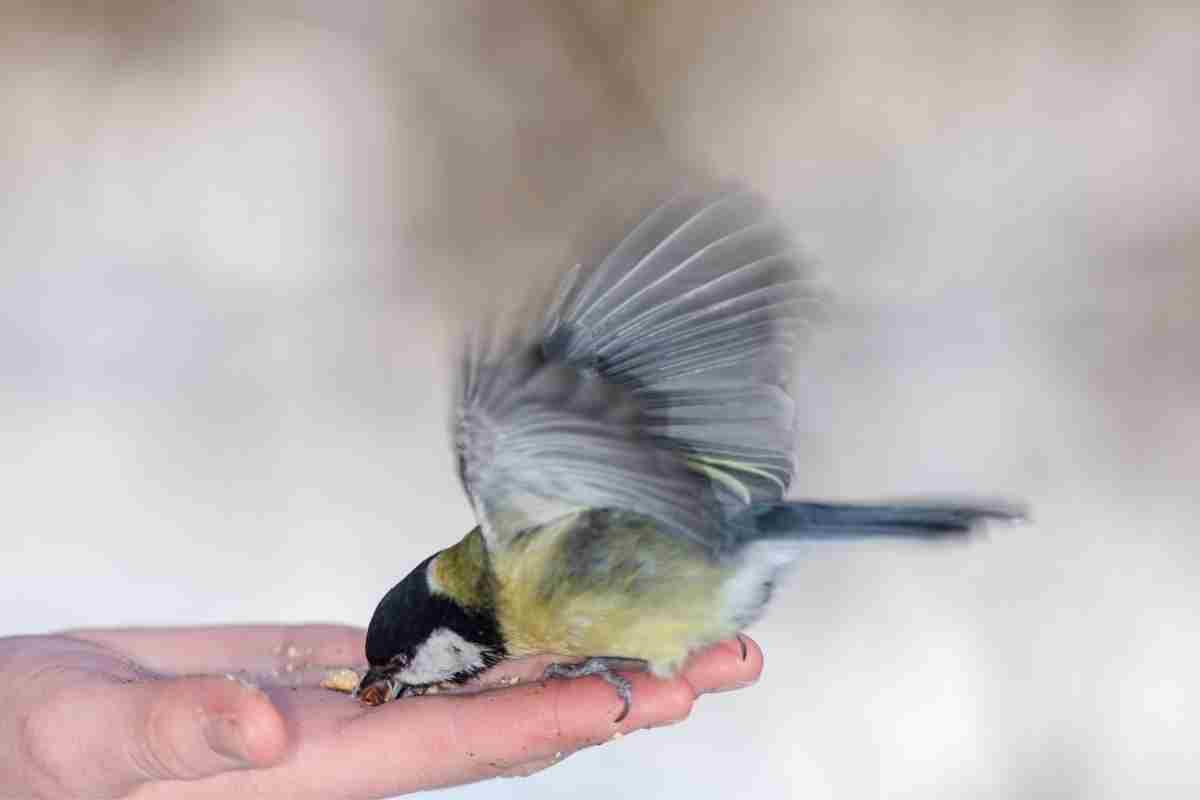 wild bird eating nuts