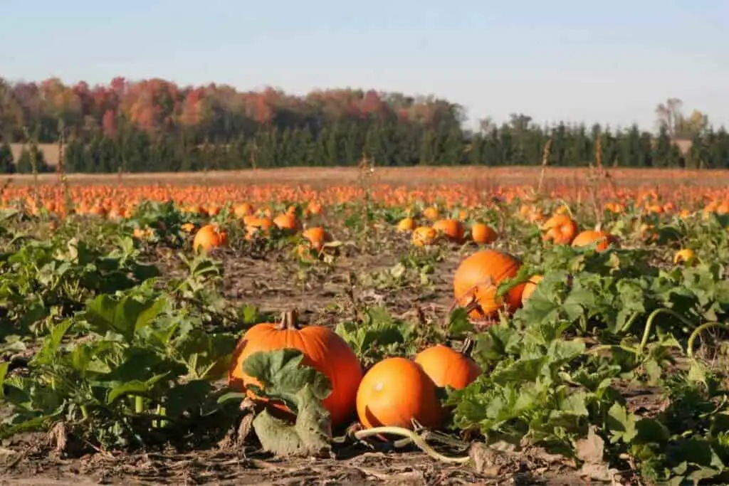 pumpkin field