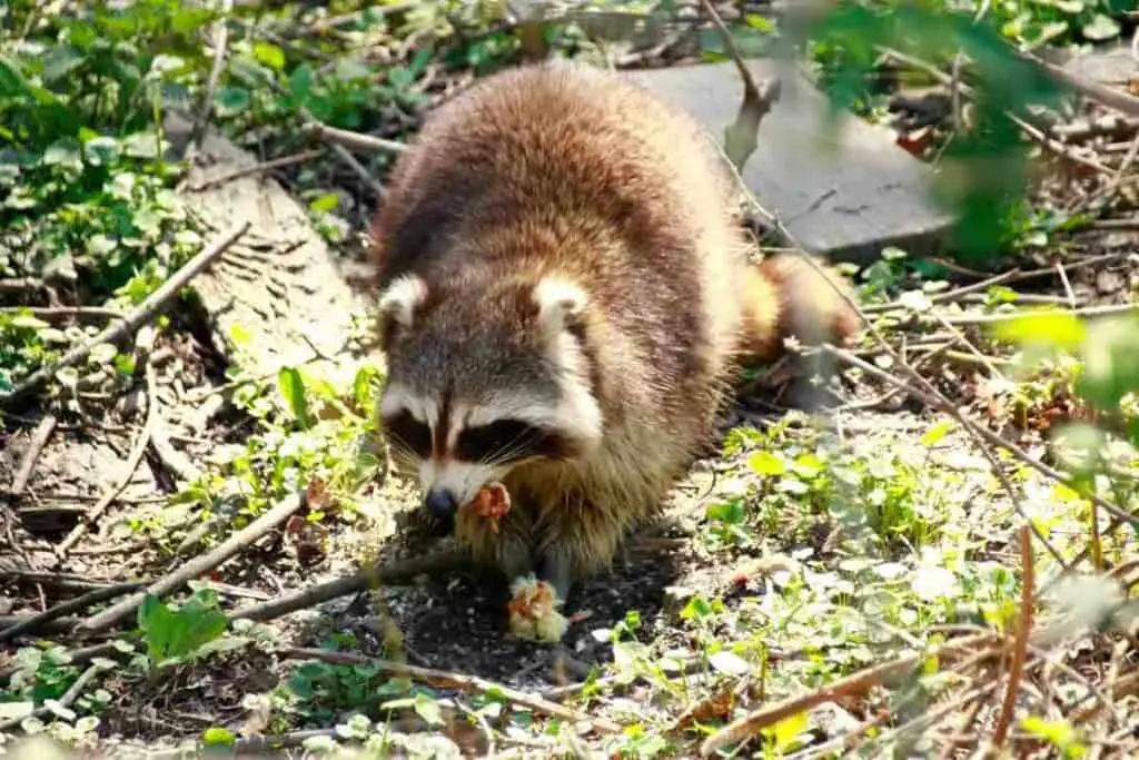 raccoon eating