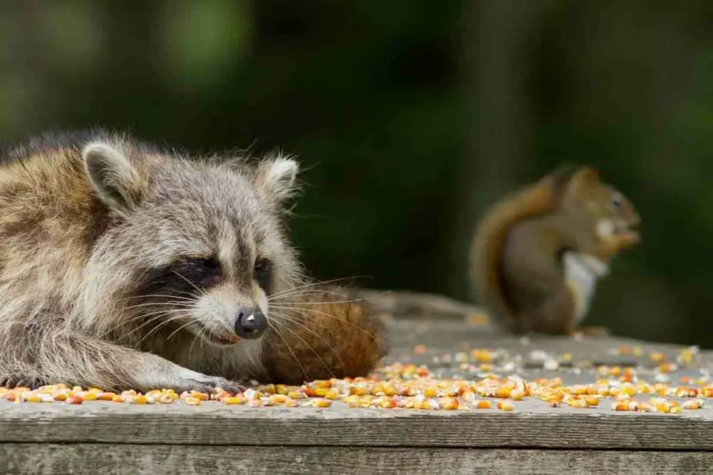 raccoon and squirrel