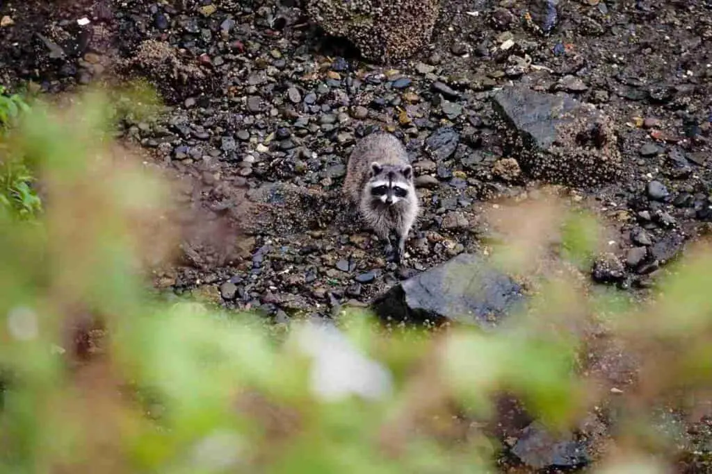 raccoon watching a squirrel