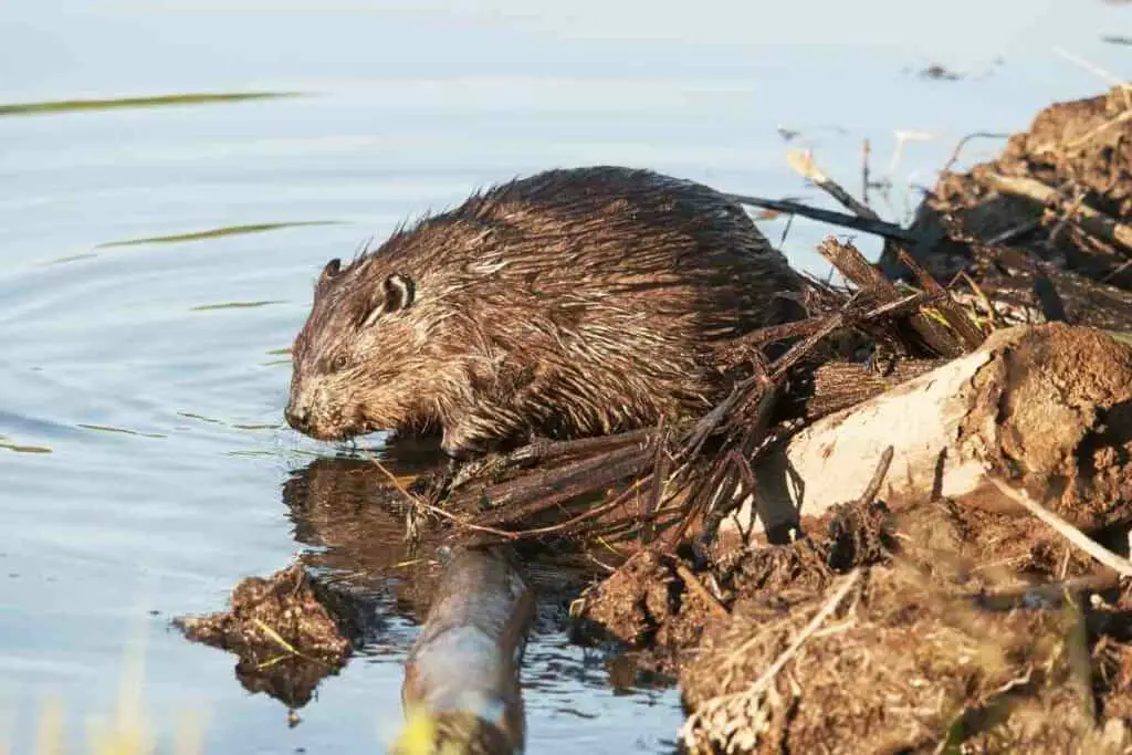 BEAVERS