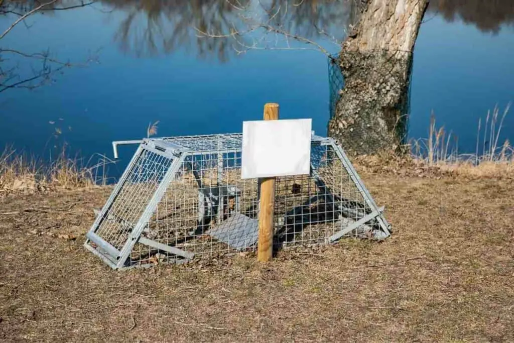 BEAVER TRAPS