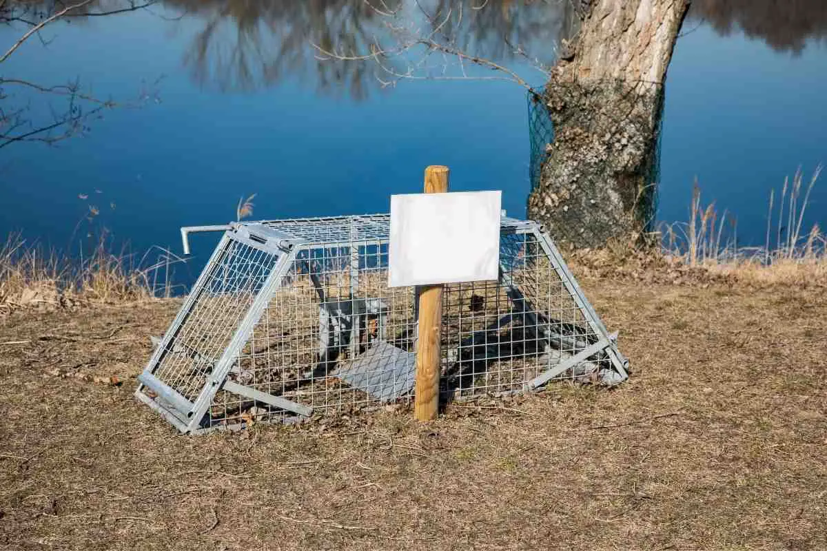 How to Get Rid Of Beavers? | Hutch and Cage