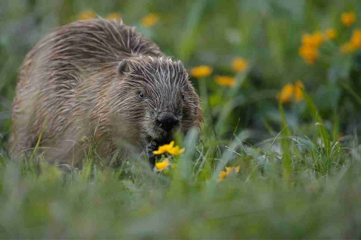 How to Get Rid Of Beavers?