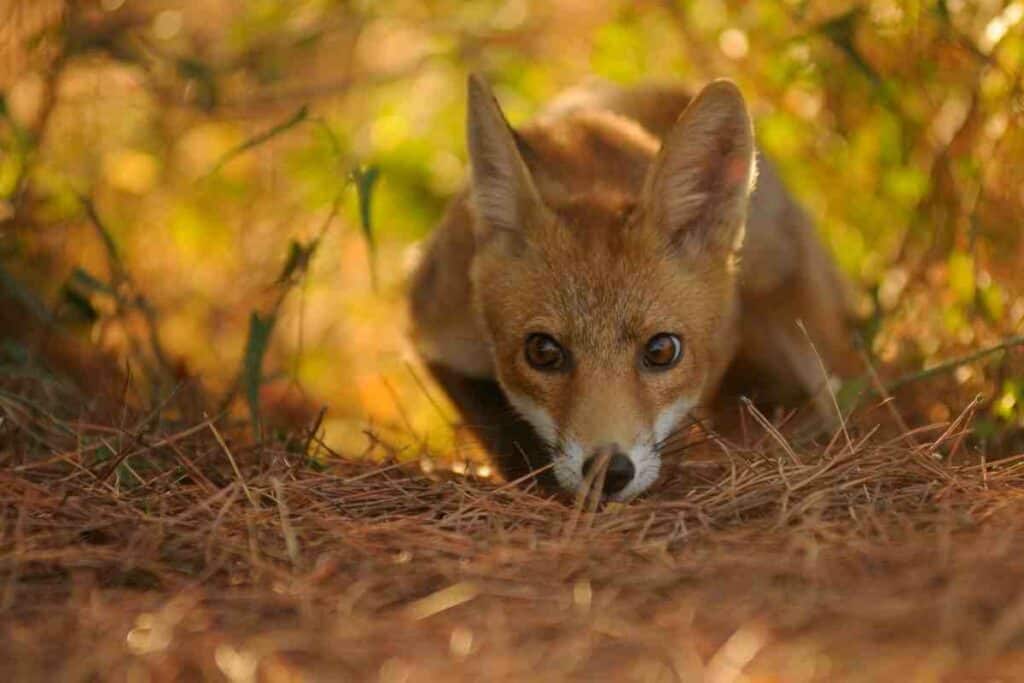fox hiding