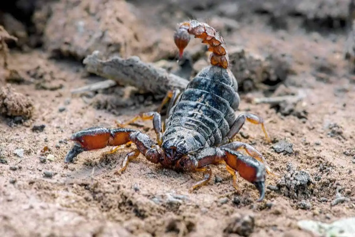Do Scorpions Eat Cockroaches?