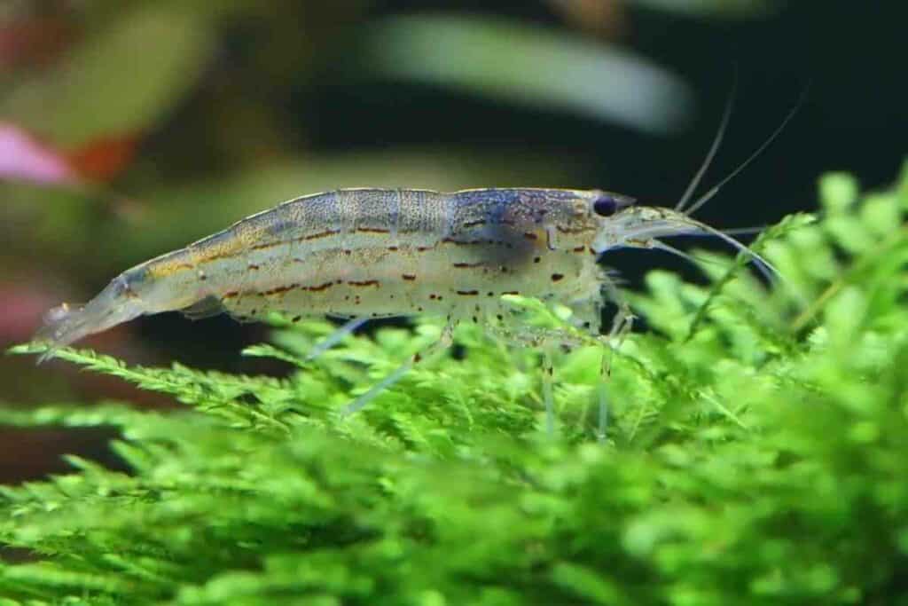 Amano Shrimp