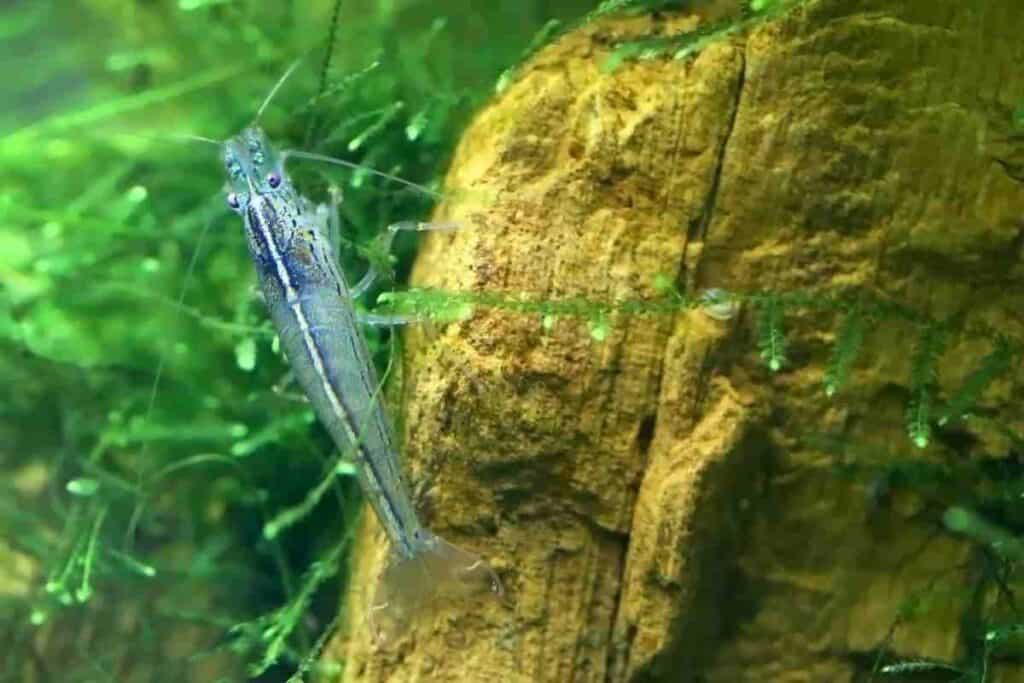 Amano Shrimp