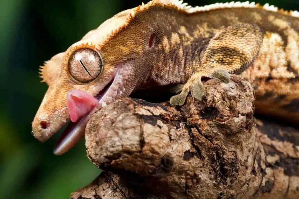 Crested Geckos