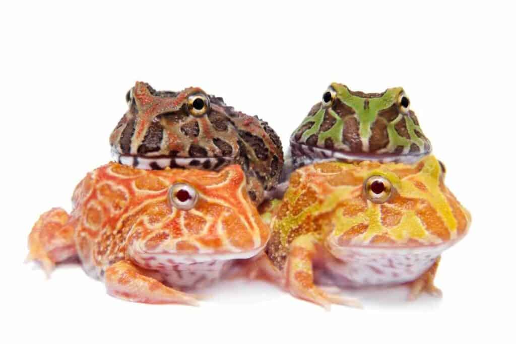pac man frogs
