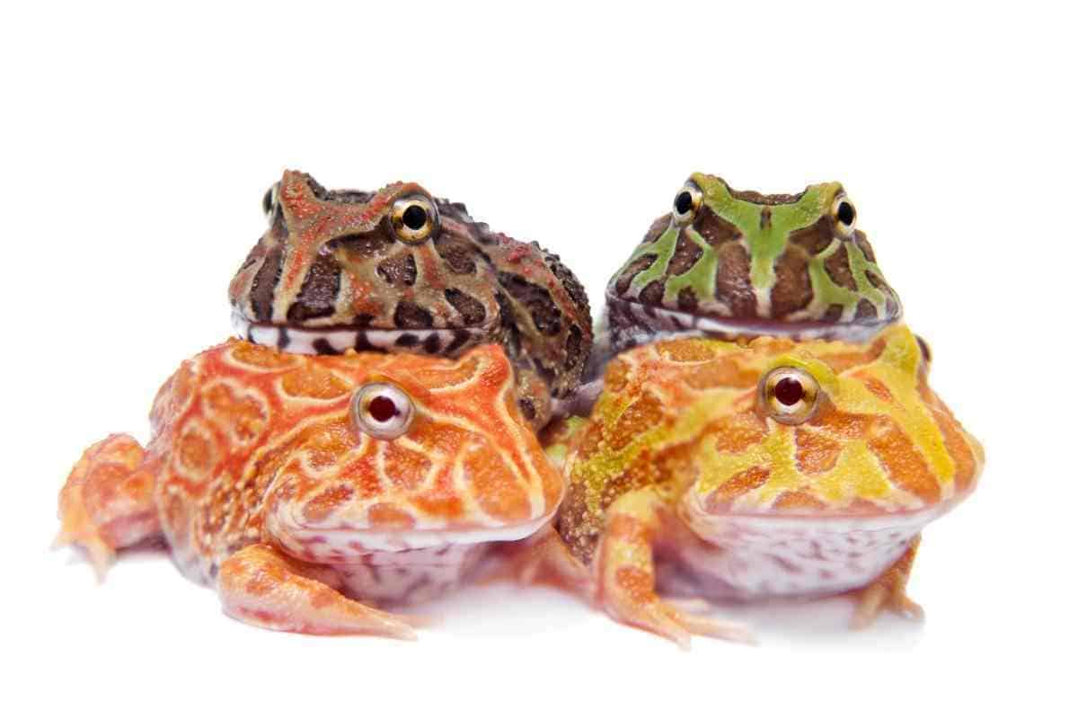 15 Pacman frog morphs and colors explained (With pictures)