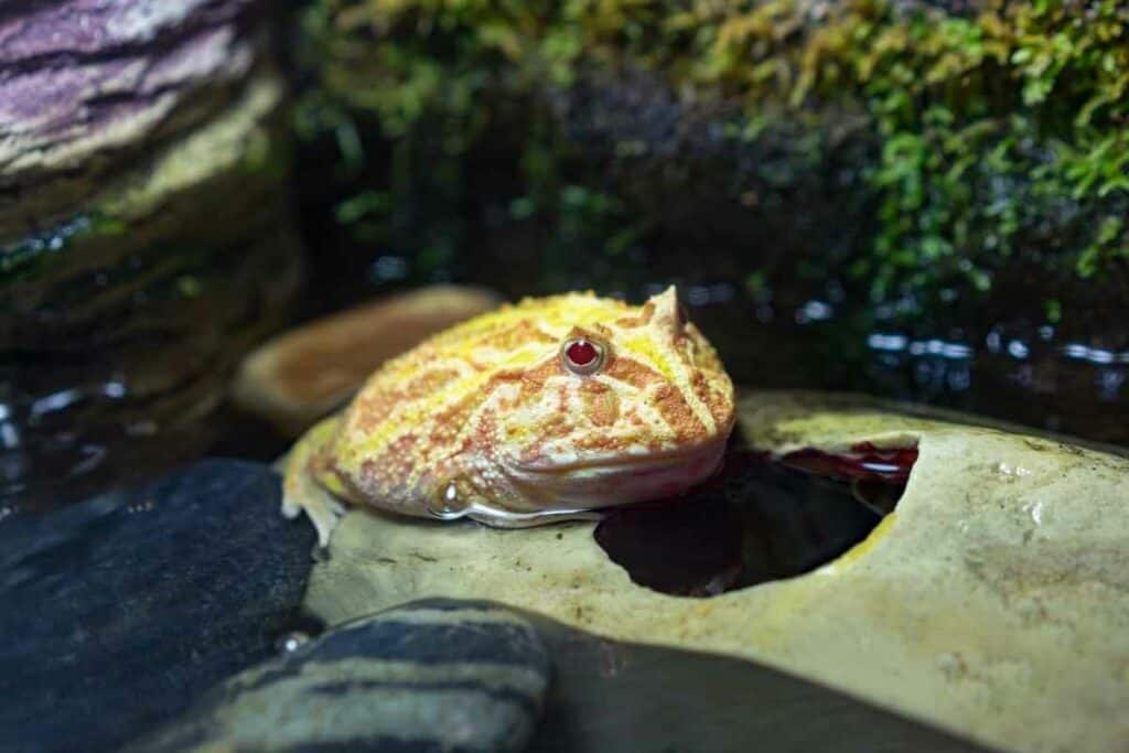 Albino Pacman Frog
