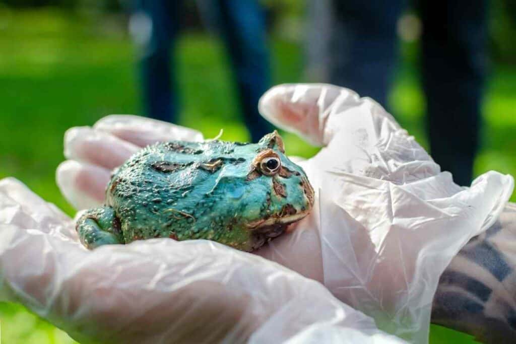 Argentine Pacman frog