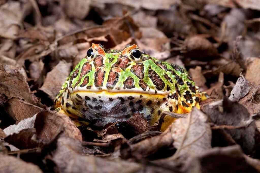 green pacman frog