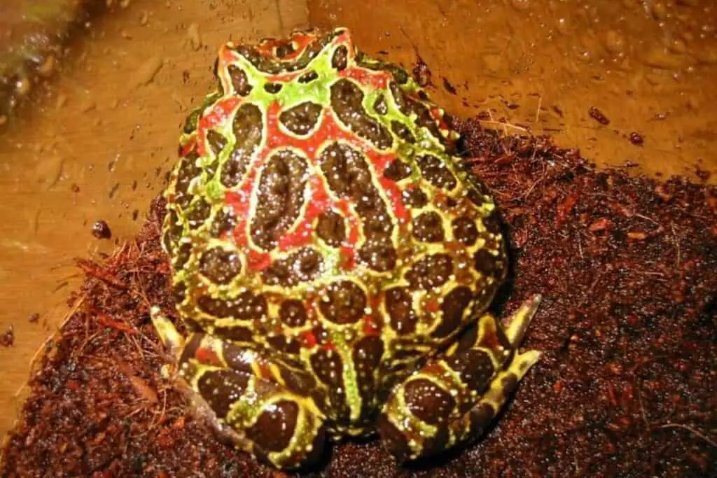 High Red Ornate Pacman Frog