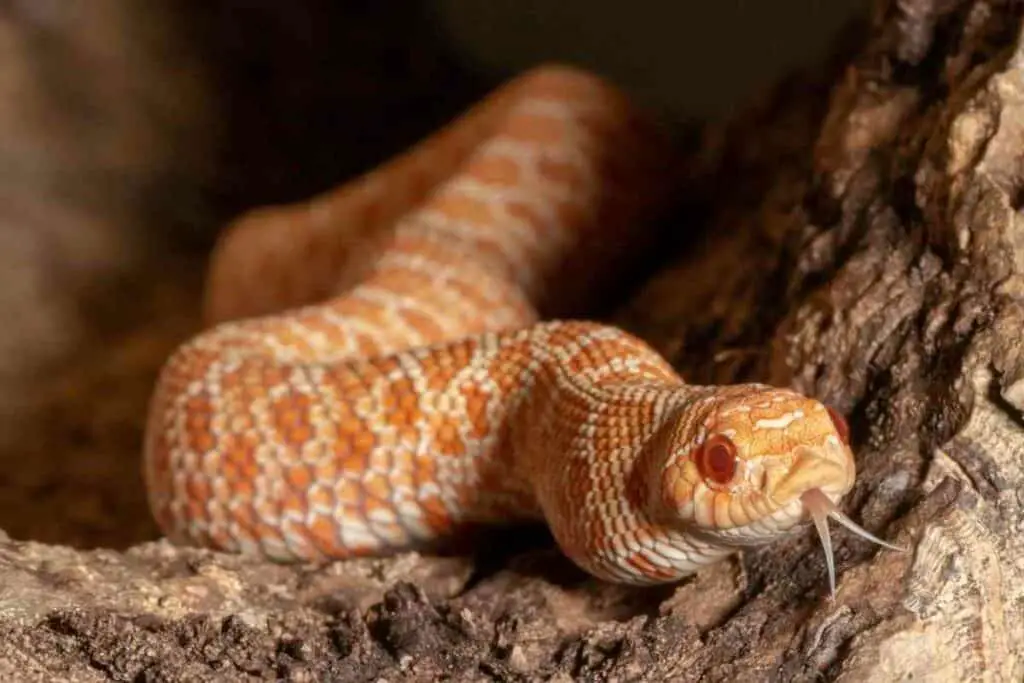 The 21 Western Hognose Morphs You Should Know 2