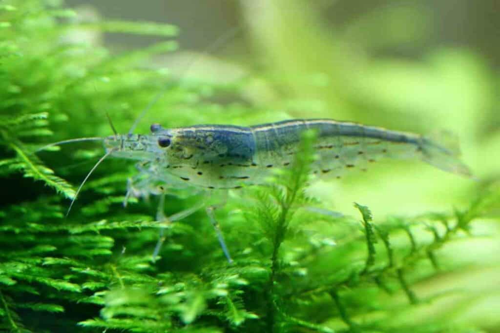 Amano and ghost shrimp