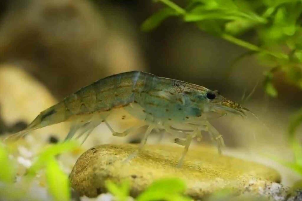 Amano shrimp vs ghost shrimp all you need to know