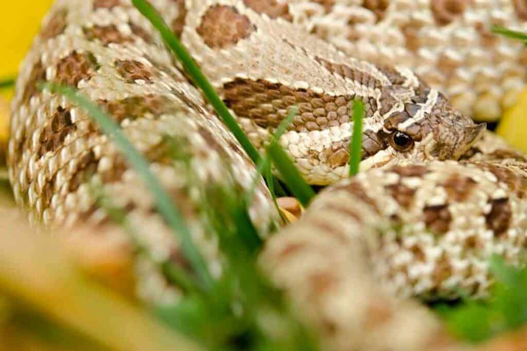 The 21 Western Hognose Morphs You Should Know 7