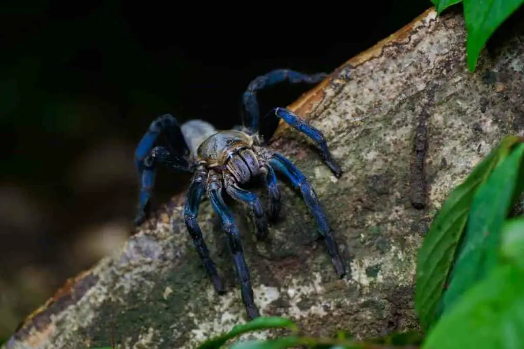 Taking care of Cobalt blue tarantula at home