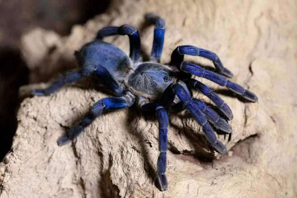 Cobalt Blue Tarantula in nature
